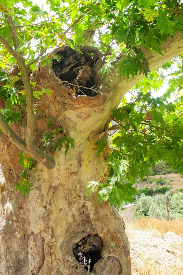 Petrakis Cretan Homes Kíssamos Esterno foto
