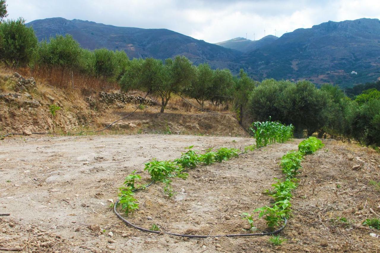 Petrakis Cretan Homes Kíssamos Esterno foto