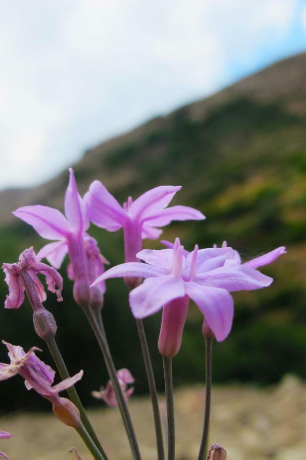 Petrakis Cretan Homes Kíssamos Esterno foto